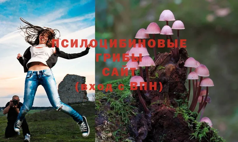 Галлюциногенные грибы Psilocybe  блэк спрут   Куртамыш 